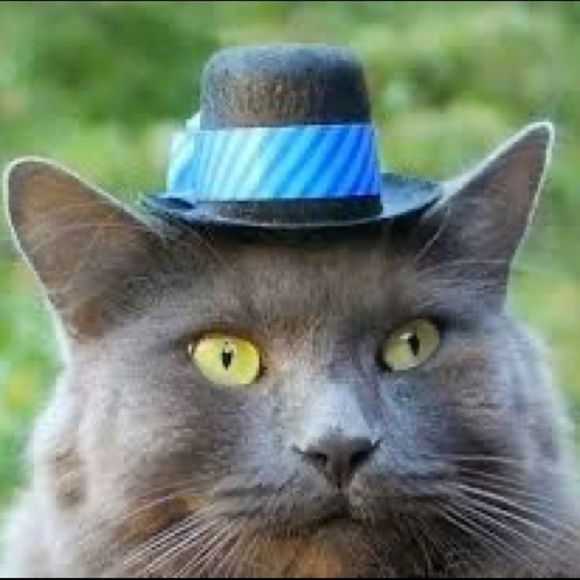 Need a break? These cats didn’t take a break from shopping, but you can! 💕💕 - Picture 6 of 7